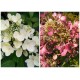 Hydrangea paniculata DIAMANT ROUGE