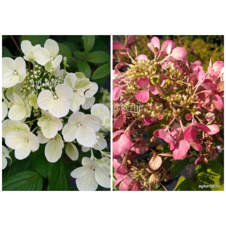 Hydrangea paniculata DIAMANT ROUGE