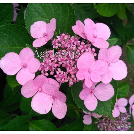 Hydrangea macrophylla MARESII PERFECTA