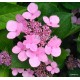 Hydrangea macrophylla MARESII PERFECTA