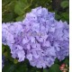 Hydrangea macrophylla GENERALE VICOMTESSE de VIBRAYE