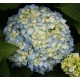 Hydrangea macrophylla GENERALE VICOMTESSE de VIBRAYE