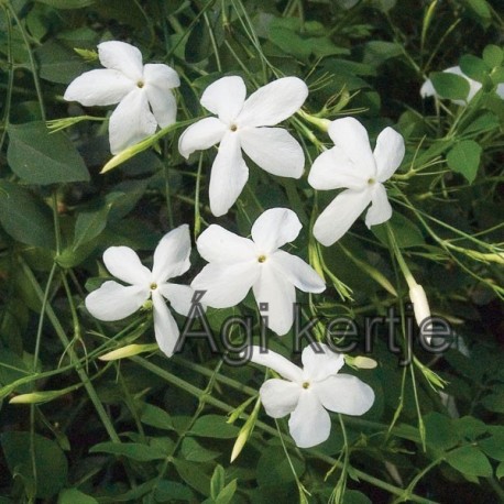 Spanyol jázmin-Jasminum grandiflorum