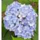 Hydrangea macrophylla GENERALE VICOMTESSE de VIBRAYE