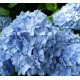 Hydrangea macrophylla GENERALE VICOMTESSE de VIBRAYE