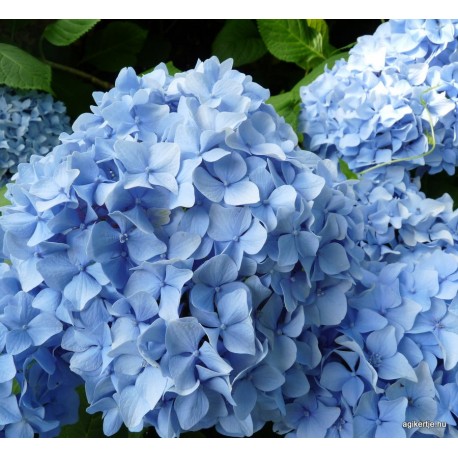 Hydrangea macrophylla GENERALE VICOMTESSE de VIBRAYE