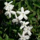 Spanyol jázmin-Jasminum grandiflorum