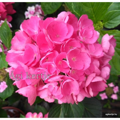 Hydrangea macrophylla JULISA