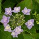 Hydrangea macrophylla ETOILE VIOLETTE