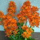 Madártej hagyma - Ornithogalum dubium