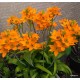 Madártej hagyma - Ornithogalum dubium