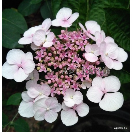 Hydrangea macrophylla LIBELLE