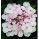 Hydrangea macrophylla LIBELLE