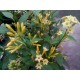 Cestrum aurantiacum-Orange cestrum