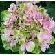 Hydrangea macrophylla MAGICAL AMETHYST