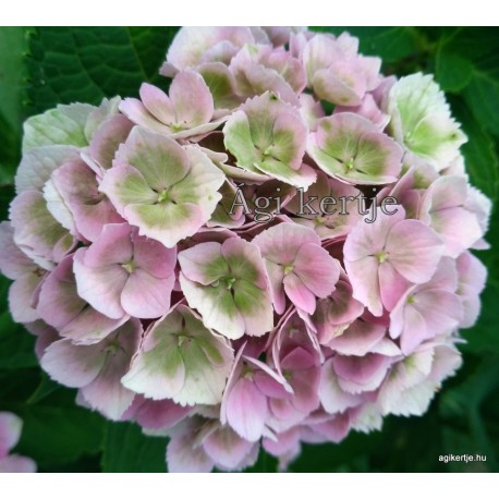 Hydrangea macrophylla MAGICAL AMETHYST