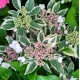 Hydrangea macrophylla TRICOLOR