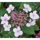 Hydrangea macrophylla TRICOLOR