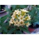 Cestrum aurantiacum-Orange cestrum