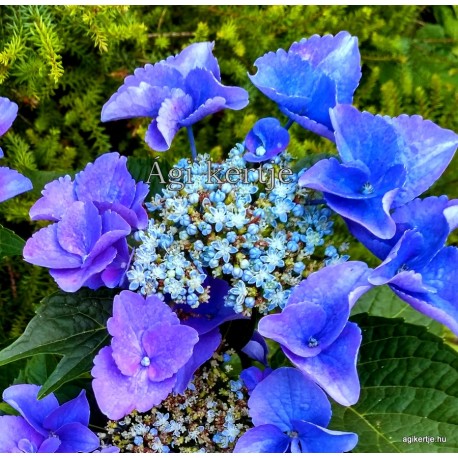 Hydrangea macrophylla NIZZA