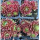 32 - Kövirózsa - Bordós-szőrös - Sempervivum