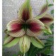 Hippeastrum papilio