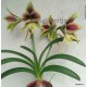 Hippeastrum papilio