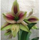 Hippeastrum papilio