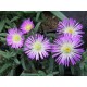 Delosperma-Violet-halvány lila