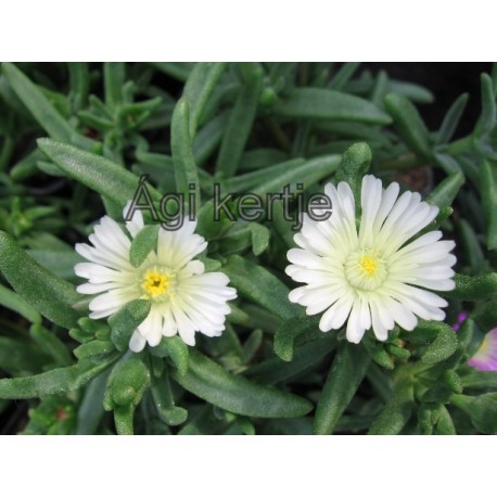 Delosperma-White-fehér