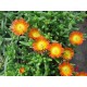 Delosperma-Orange- narancs