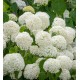 Cserjés hortenzia - Hydrangea arborescens Strong Annabell