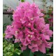 67 - Rózsaszín bugás - Murvafürt - Bougainvillea Vera Pink