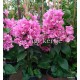 67 - Rózsaszín bugás - Murvafürt - Bougainvillea Vera Pink