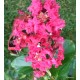 4 - Selyemmirtusz - piros - Lagerstroemia indica " Red Rocket"