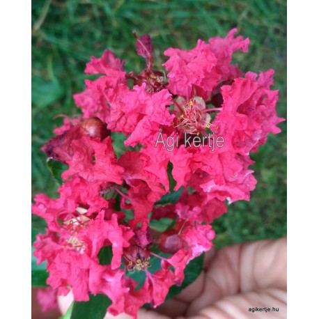 4 - Selyemmirtusz - piros - Lagerstroemia indica " Red Rocket"