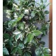 Csillagjázmin, tarka levelű - Trachelospermum jasminoides variegata