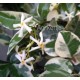 Csillagjázmin, tarka levelű - Trachelospermum jasminoides variegata