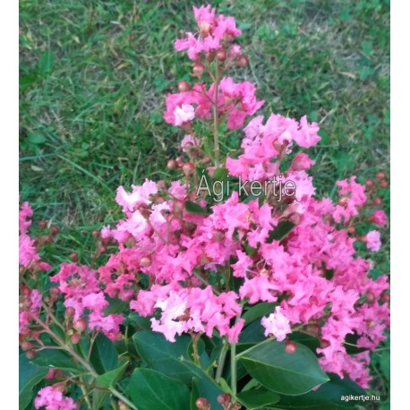 11 - Selyemmirtusz, színváltós rózsaszín - Lagerstroemia "Sioux"