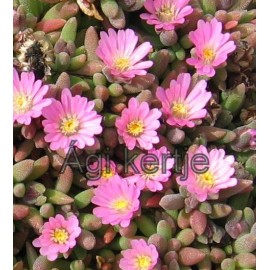 Delosperma-Beaufort beauty-kicsi rózsaszín