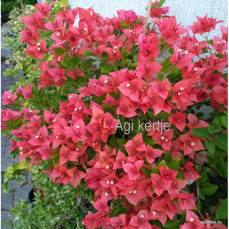 bougainvillea