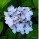 Japán hegyi hortenzia - Hydrangea serrata  'BLUE BIRD'