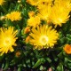 Delosperma-Gold Nuggets-sárga nagy virágú