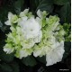 Kerti hortenzia - Hydrangea macrophylla  'COCO'