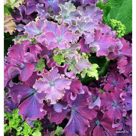 Kerti hortenzia - Hydrangea macrophylla 'CURLY SPARKLE'