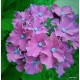 Kerti hortenzia - Hydrangea macrophylla 'CURLY SPARKLE'