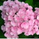 Kerti hortenzia - Hydrangea macrophylla 'LOVE'