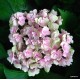 Kerti hortenzia - Hydrangea macrophylla 'LOVE'