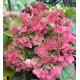 Kerti hortenzia - Hydrangea macrophylla 'LOVE'