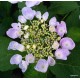 Kerti hortenzia - Hydrangea macrophylla 'NAMPING'